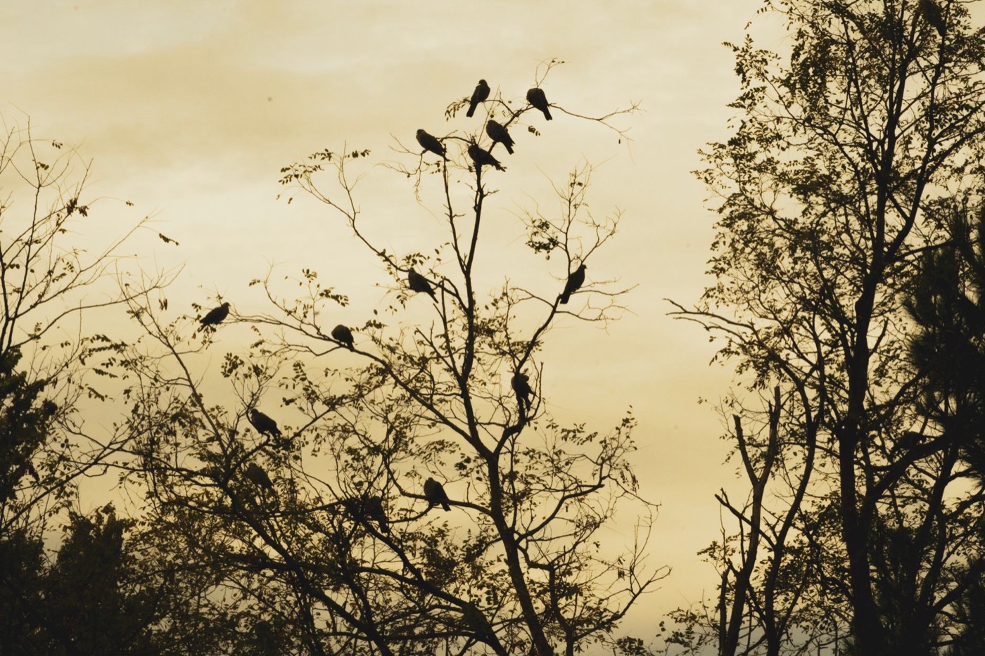 Silhouette of birds perched on tree branches against a warm sunset sky.